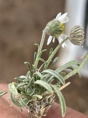 Erigeron nematophyllus