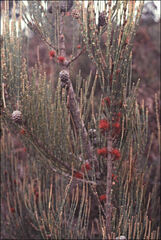 Allocasuarina monilifera
