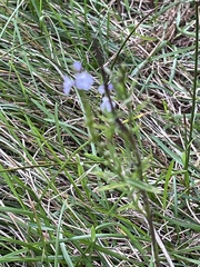 Verbena simplex