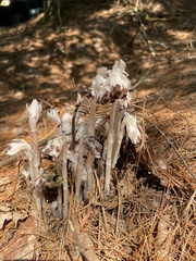 Monotropa
