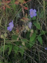 Geranium pratense