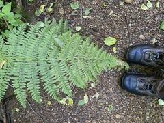 Athyrium filix-femina
