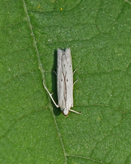 Homoeosoma electella