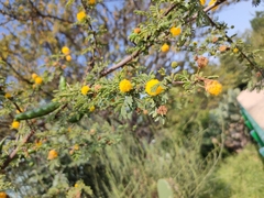 Vachellia farnesiana