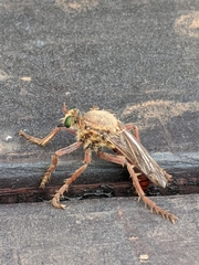 Asilidae