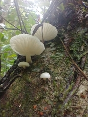 Oudemansiella australis