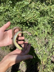 Coluber constrictor mormon