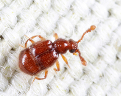 Pselaphinae