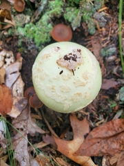 Amanita lavendula