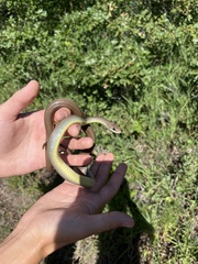 Coluber constrictor mormon