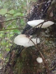 Oudemansiella australis