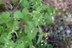 Galinsoga quadriradiata