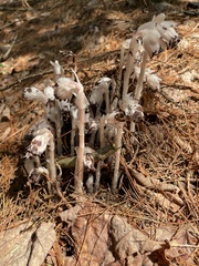 Monotropa