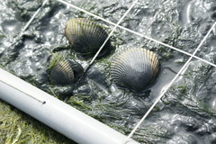 Clinocardium nuttallii