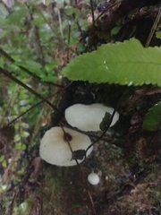 Oudemansiella australis