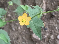 Abutilon parvulum