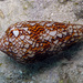 織錦芋螺 - Photo 由 Blogie Robillo 所上傳的 (c) Blogie Robillo，保留部份權利CC BY-NC-ND