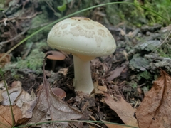 Amanita lavendula
