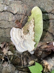 Trametes gibbosa