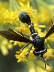 Physocephala tibialis