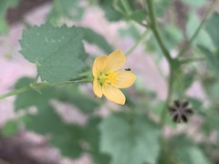 Abutilon parvulum