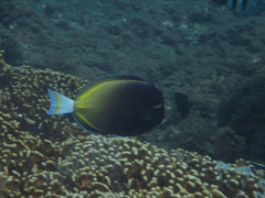 Acanthurus nigricans