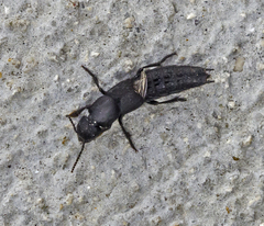 Platydracus tomentosus
