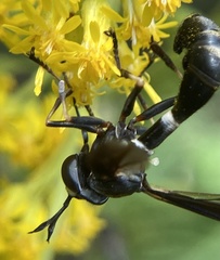 Physocephala tibialis