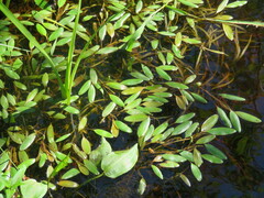 Potamogeton epihydrus