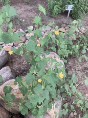 Abutilon parvulum