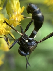 Physocephala tibialis