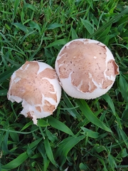 Chlorophyllum molybdites