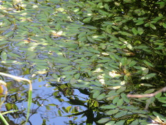 Potamogeton epihydrus