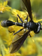 Physocephala tibialis