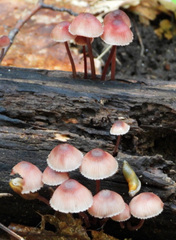 Mycena haematopus