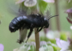 Melissodes bimaculatus