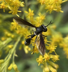 Physocephala tibialis