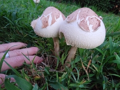 Chlorophyllum molybdites
