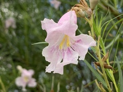 Chilopsis linearis arcuata