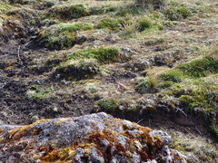 Cinclodes albidiventris