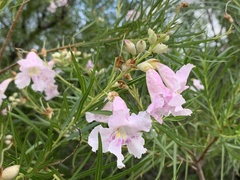 Chilopsis linearis arcuata