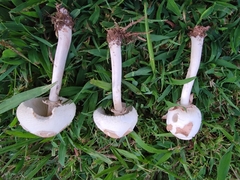 Chlorophyllum molybdites