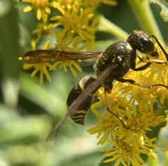 Ancistrocerus antilope