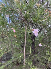 Chilopsis linearis arcuata