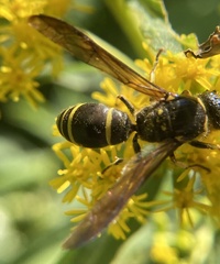 Ancistrocerus antilope