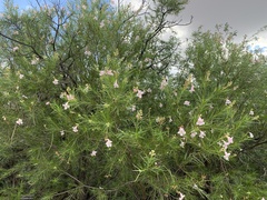 Chilopsis linearis arcuata