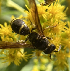 Ancistrocerus antilope