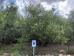 Chilopsis linearis arcuata