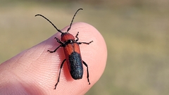 Crossidius coralinus