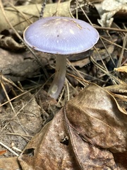 Cortinarius iodes